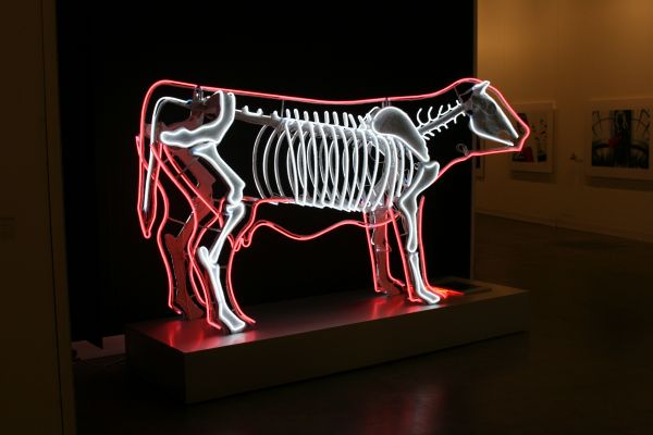 mucca1602E38A4-951C-AA9F-BADD-106B9ABBB980.jpg