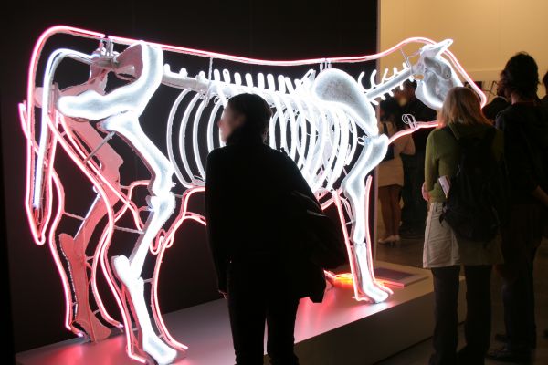 mucca26430C5E9-BEDE-1066-23F8-9B71B73287C9.jpg